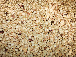 Beautiful white coffee beans (biji kopi putih, yahweh bayda), detailed, delicious in sunlight farm.