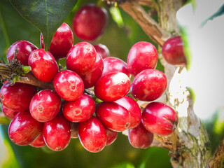 Beautiful red coffee cherries, lots of it, nature, colombian coffee in sunlight.