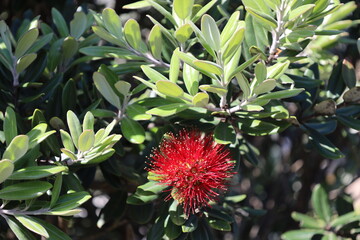 close-up single red blossom surrounded by light green leaves in sunshine