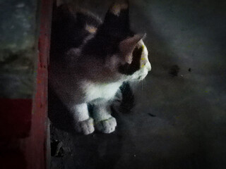 Beautiful Cute Calico Tortoiseshell cat, looking to his right in nighttime