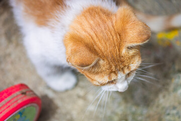 Beautiful Orange White Munchkin kitten cat looking for a prey, cute yet funny, Searching hunting for something, rocky background.