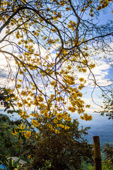 Beautiful view of Tabebuia chrysantha or Handroanthus chrysanthus yellow orangy flowers on top of an Guayacán tree, beautiful sunny sky, bright colors