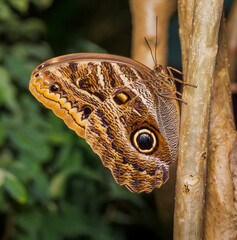 Giant owl butterfly 