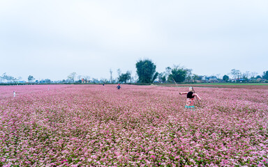 Landscape view of blossom crops in field, Nepal.