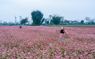 Landscape view of blossom crops in field, Nepal.