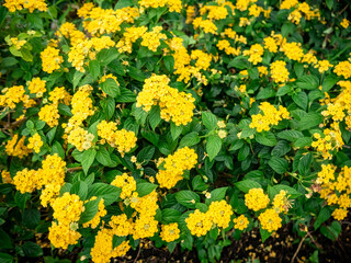 Obraz premium beautiful bright yellow flowers in a well-tended garden