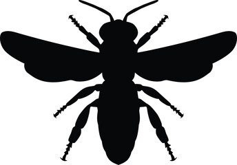 Insect full body silhouette illustration isolated on white