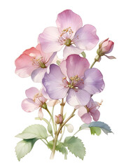 Obraz premium Honesty Watercolor Flower Nature Art