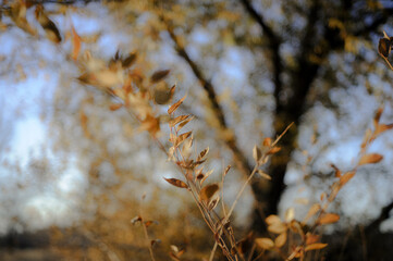 autumn leaves in the wind