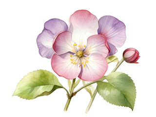 Honesty Watercolor Flower Nature Art