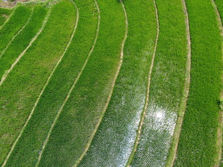 aerial panorama of agrarian rice fields landscape in the village of Central Java, like a terraced rice fields ubud Bali Indonesia	