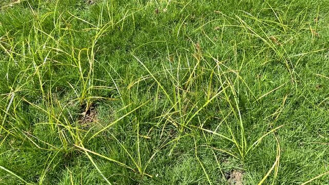 Coco-grass, Java grass, nut grass, purple nut sedge (Cyperus rotundus) growing in a neglected lawn grass