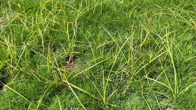 Deela weeds or nut grass (Cyperus rotundus) in grass