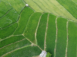 aerial panorama of agrarian rice fields landscape in the village of Central Java, like a terraced rice fields ubud Bali Indonesia	