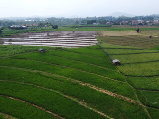 aerial panorama of agrarian rice fields landscape in the village of Central Java, like a terraced rice fields ubud Bali Indonesia	