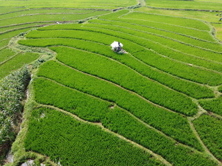 aerial panorama of agrarian rice fields landscape in the village of Central Java, like a terraced rice fields ubud Bali Indonesia	
