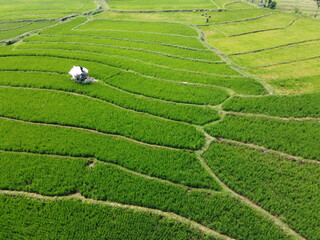 aerial panorama of agrarian rice fields landscape in the village of Central Java, like a terraced rice fields ubud Bali Indonesia	