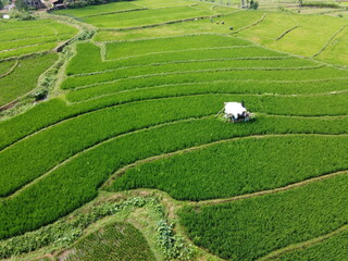 aerial panorama of agrarian rice fields landscape in the village of Central Java, like a terraced rice fields ubud Bali Indonesia	
