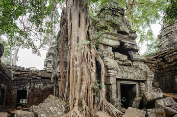the big tree root at Ta Prohm, temple Siem Reap, Cambodia.