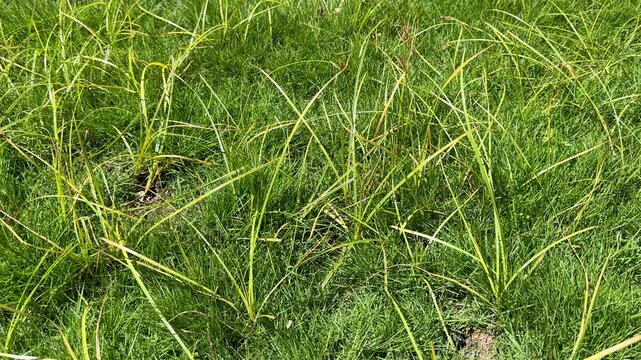 Weeds deela growing in home lawn