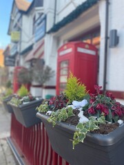 flowers in pots along street outside restaurant in Knutsford , England on cold winter day during holiday 