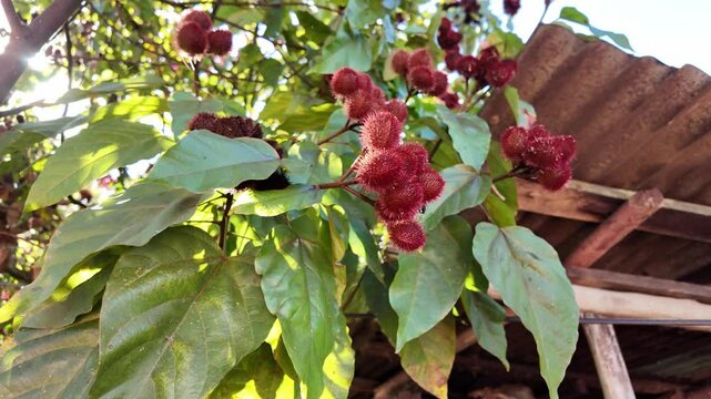 Close-up shot of the bijao (achiote) fruit ripening on its tree in a rural field in the Dominican Republic, with sunlight shining through, showcasing the natural beauty and local farming practices.