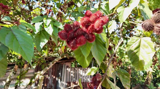 Close-up of the bijao (achiote) fruit hanging from its tree in the Dominican Republic&rsquo;s countryside, showcasing the rich texture and vibrant red color of this traditional crop.