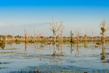 trees and reflection in rain forest