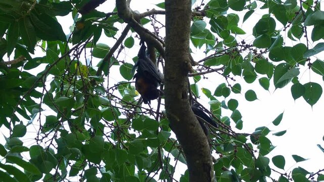 Two red flying-fox (Pteropus scapulatus) hanging upside down from a tree branch amidst lush green foliage, feeding on the fruits, close up shot.