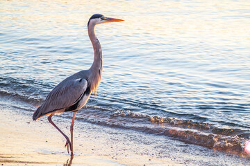 A heron hunting in the sea. Grey heron on the hunt