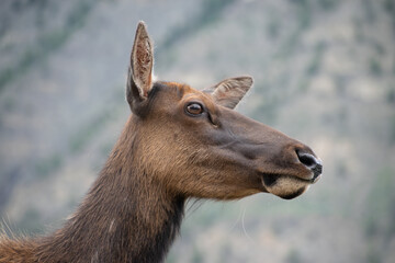 Female Elk in Yellowstone National Park – Iconic Wildlife Photography of the American West
