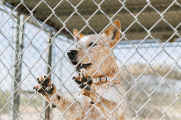 Heeler dog behind fence