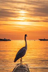 A heron hunting in the sea in the sunset or sunrise light