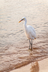Great egret (Ardea alba), a medium-sized white heron fishing on the sea beach