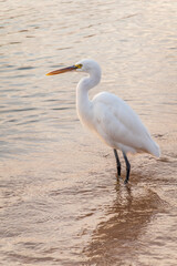 Great egret (Ardea alba), a medium-sized white heron fishing on the sea beach