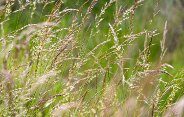 Close up grass stalks delicate thin meadow