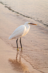 Great egret (Ardea alba), a medium-sized white heron fishing on the sea beach