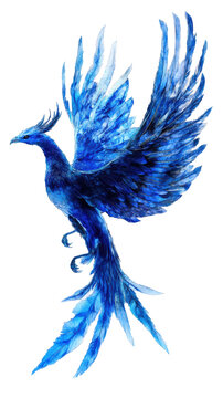 A Beauty Blue phoenix