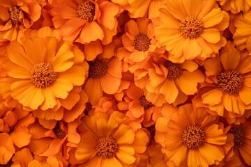 Closeup of Orange Flower Petals