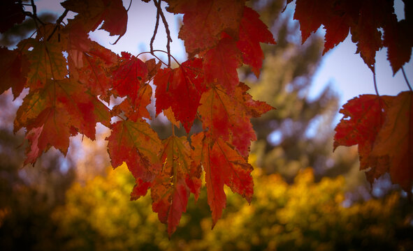 Autumn Leaves 2024