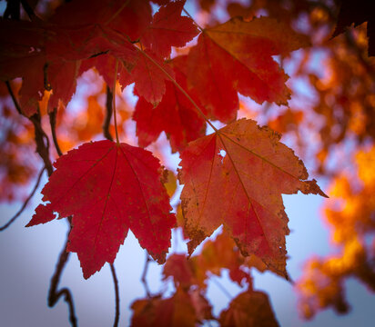 Autumn Leaves 2024