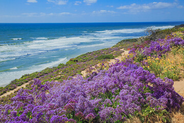 Stunning Super Bloom of Wildflowers Along the Sea Cliff Coastal Trail in Del Mar, north of San Diego in Southern California	