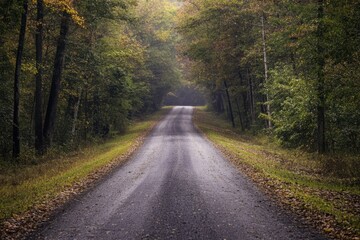 Winding road through a misty forest in fall.