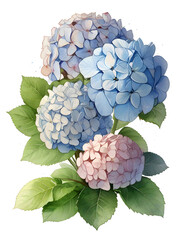 Hydrangea Watercolor Flower Nature Art
