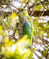 A young Red-capped parrot (Purpureicephalus spurius) in tree foliage.