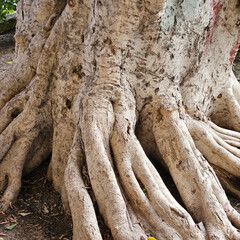 Obraz premium A majestic tree with gnarled roots and textured bark, showcasing the beauty and strength of nature.