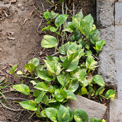 Lush green foliage of a Golden Pothos plant, showcasing its vibrant colors and natural beauty. Perfect for nature-inspired projects.