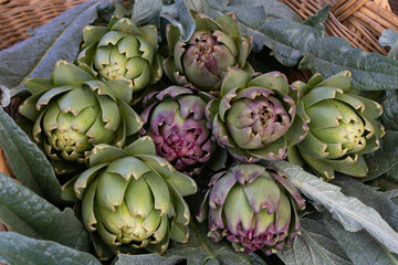 basket full of freshly harvested artichokes