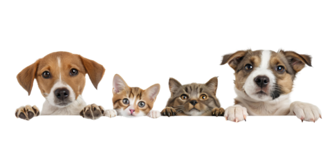 Dogs and Cats Peeking Over Web Banner isolated on transparent background 
