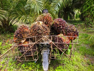 workers carrying oil palm on motorbikes